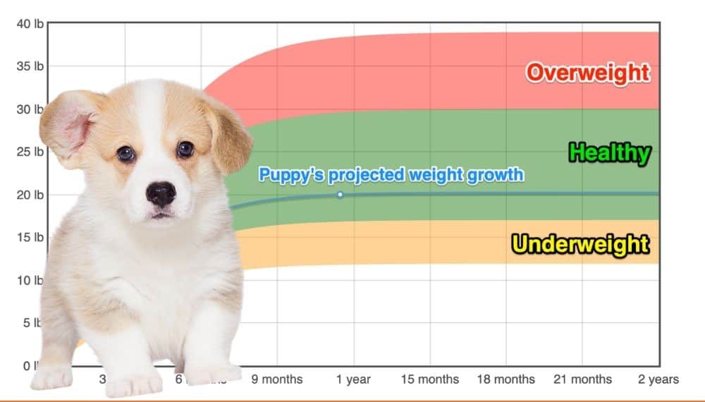 Pembroke Welsh Corgi Weight+Growth Chart 2024 - How Heavy Will My